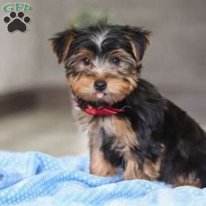 Leo, Yorkie Puppy